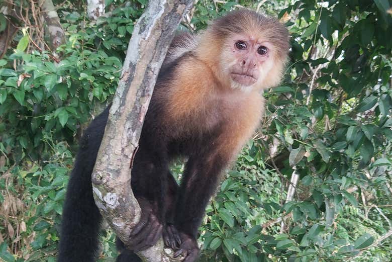 Monkey Island in Gatun Lake