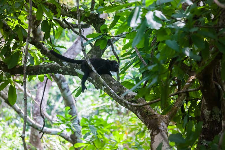 Mono aullador en Panamá