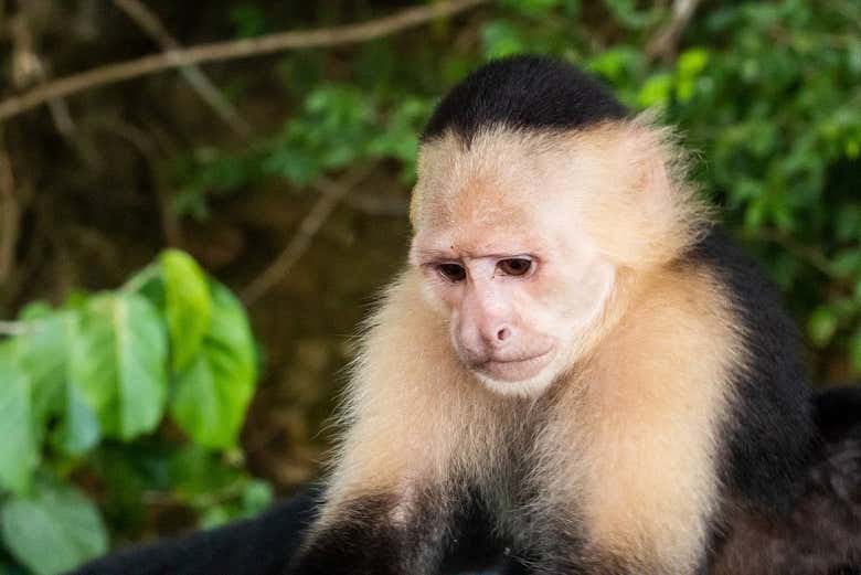 Contemplando un mono capuchino