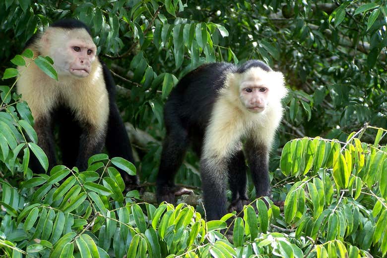 Observing the monkeys