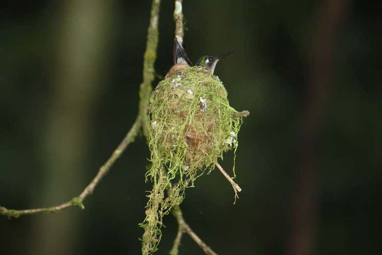Nido de colibrís en Gamboa