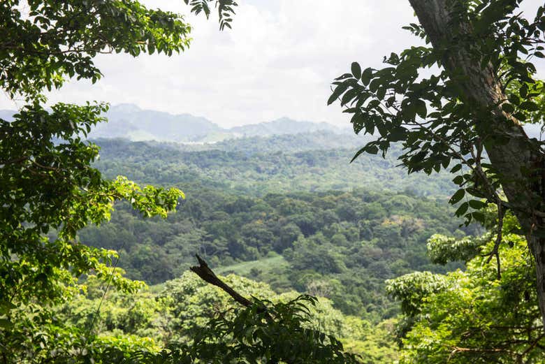 Vegetación del parque Metropolitano