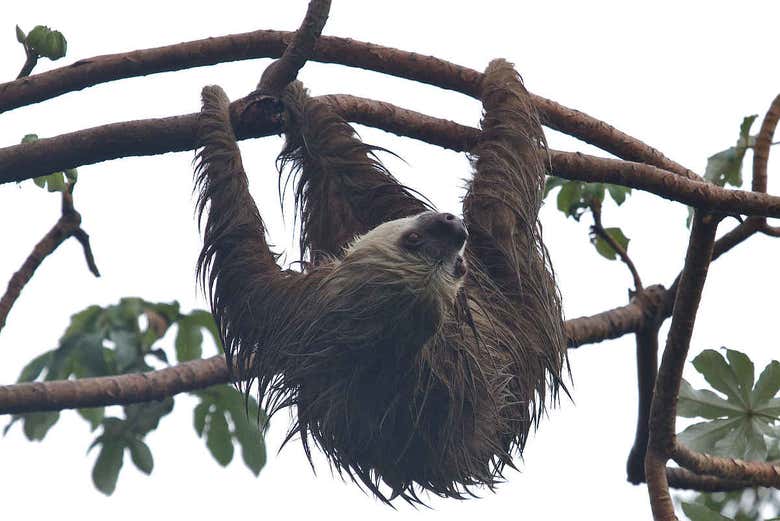Perezoso de Punta Culebra