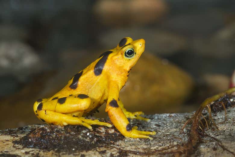 La rana dorada panameña
