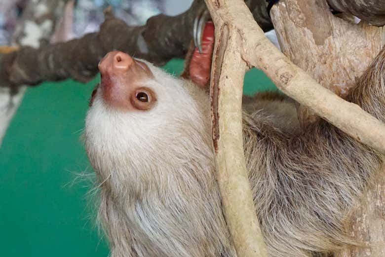 Apprenez tout sur ces adorables animaux