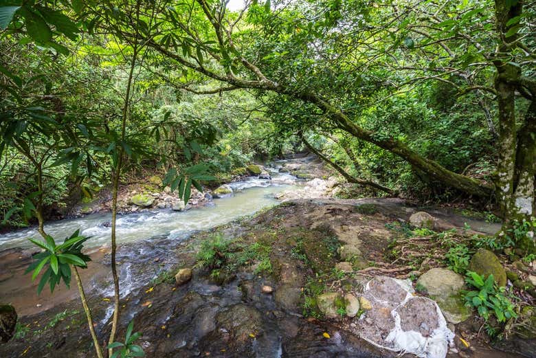 La jungle de Panamá