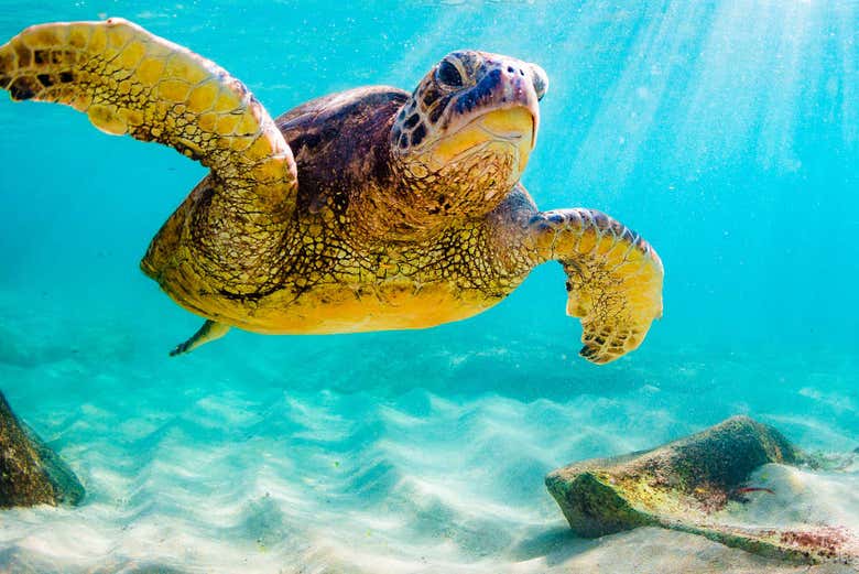 Tartaruga marina del Pacifico