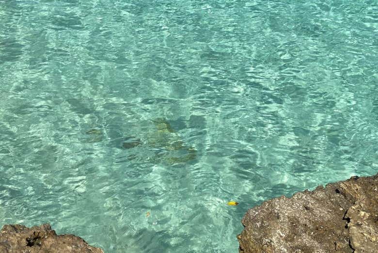 Les eaux cristallines de l'île de Mogo Mogo