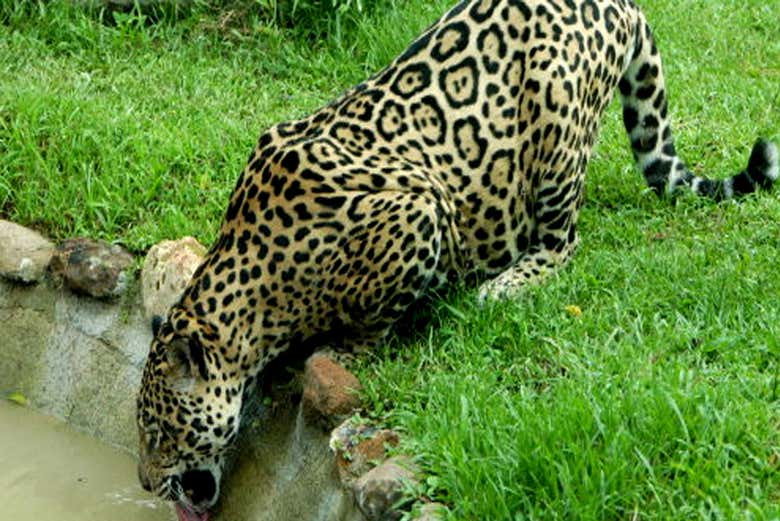 Un jaguar