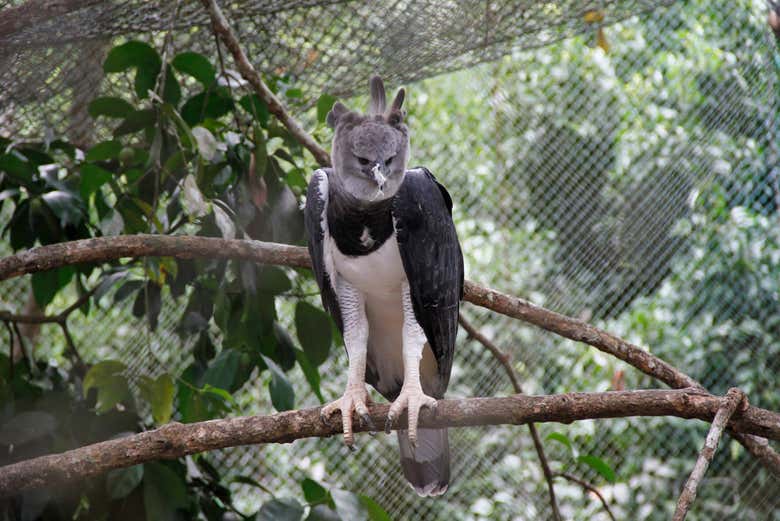 Une harpie féroce au zoo de Summit