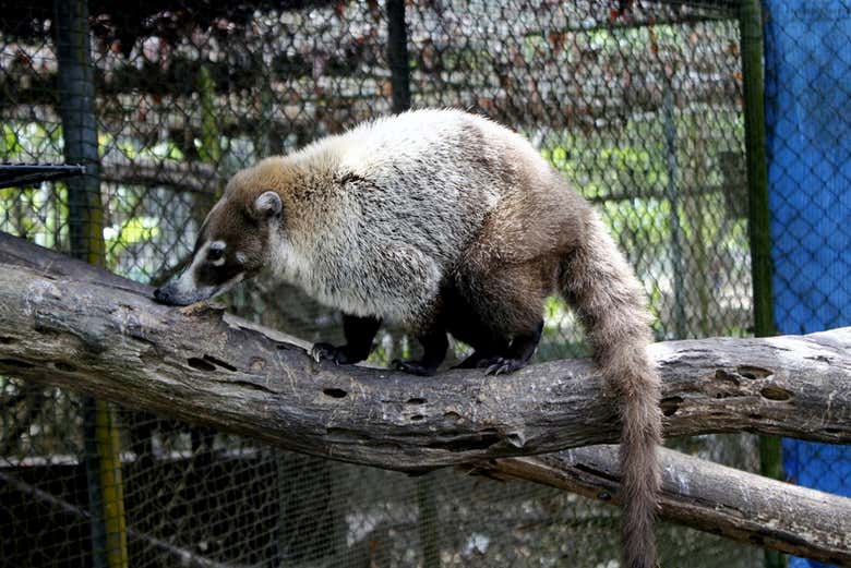 De nombreux animaux à Summit