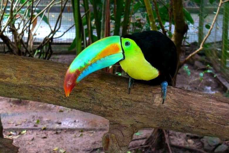 Un toucan aux couleurs vives