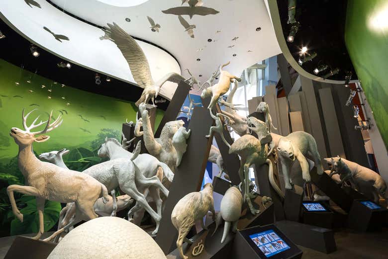 Exposiciones en Biomuseo