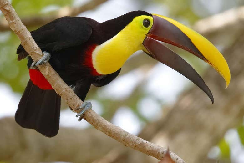 Viendo tucanes en el parque