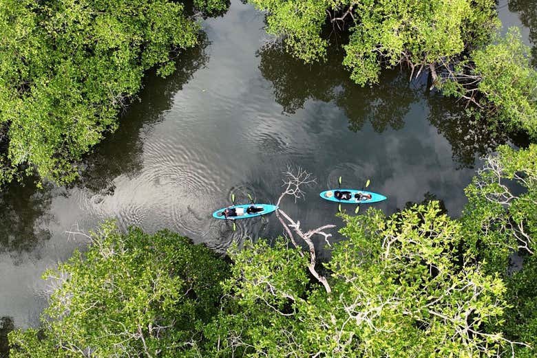 Explorando la densa vegetación de Chiriquí