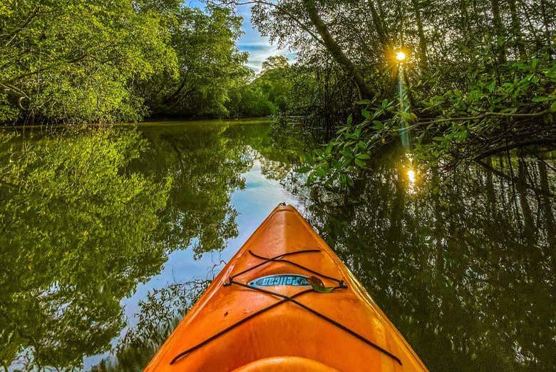La vista en los manglares de Chiquiquí