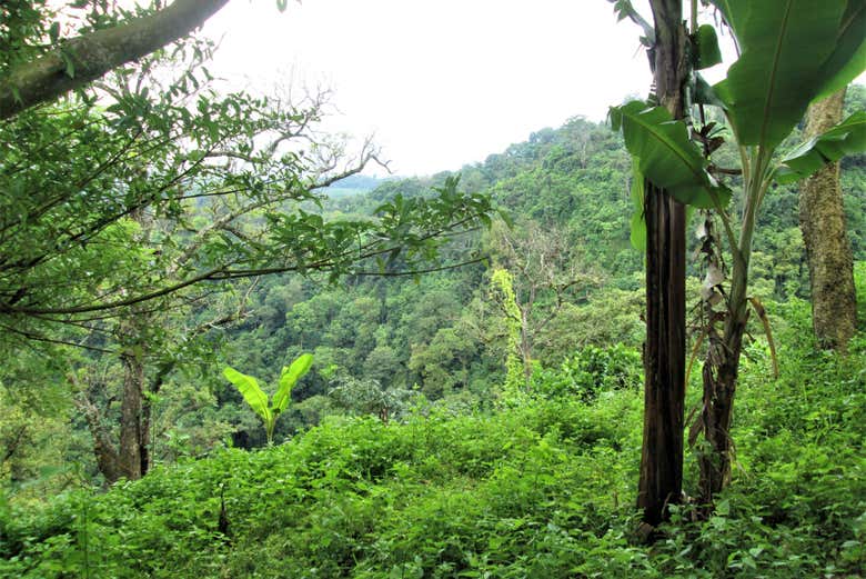 The Darién Jungle