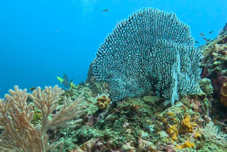Festín de texturas y colores en el mar de Coiba