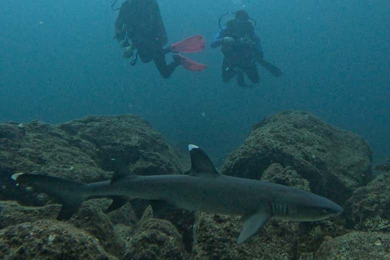 Contemplando un tiburón en Coiba