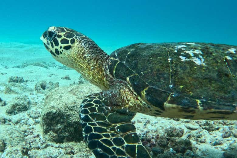 Una tortuga marina en las profundidades de Coiba