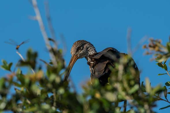 Avistamiento de aves desde Asunción