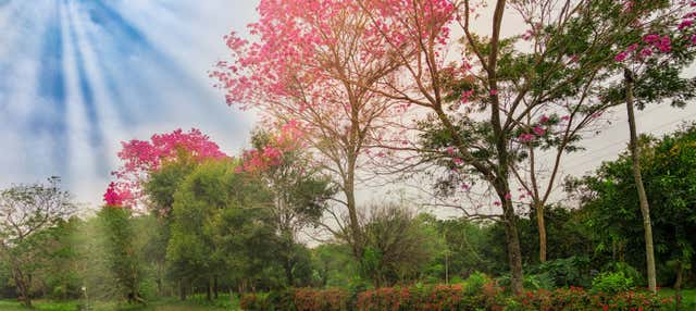 Paraguayan Chaco Day Trip from Asunción Book at
