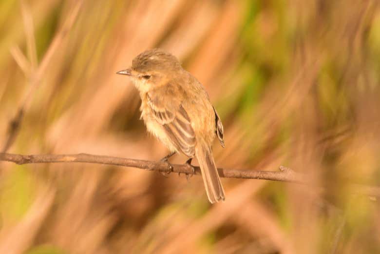 Avistamiento de aves