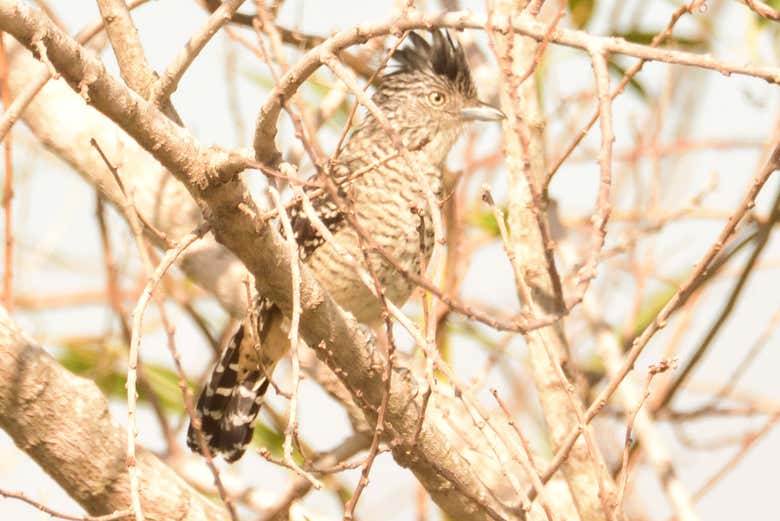 Avistamiento de aves desde Asunción