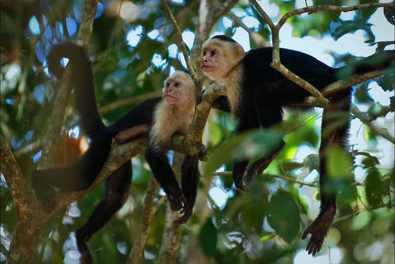 Monos capuchinos