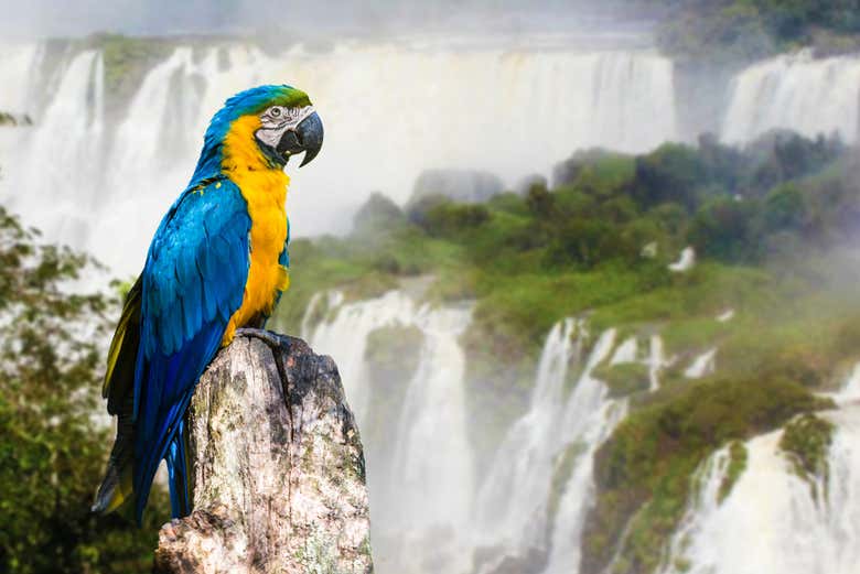 Fauna en las Cataratas del Iguazú
