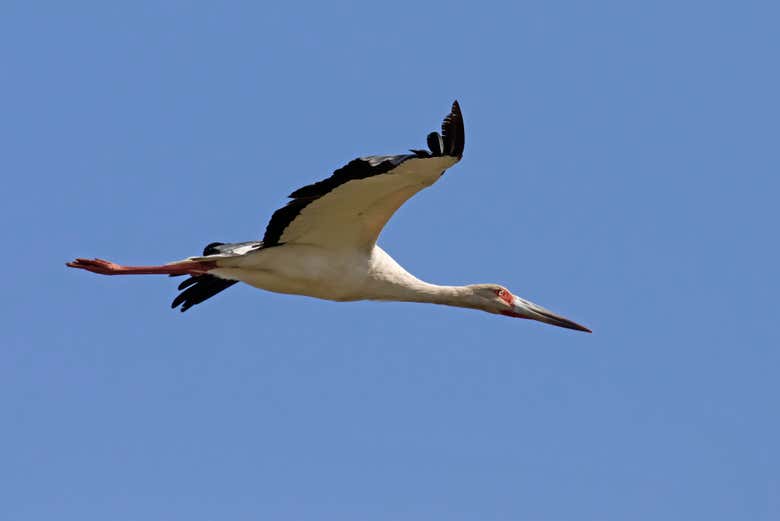 A maguari stork flying overhead