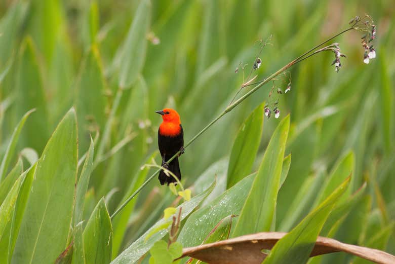 Spotting a scarlet-headed blackbird