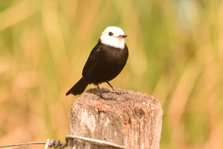 Pájaros en Arroyos y Esteros