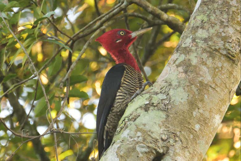 A bird from the woodpecker family