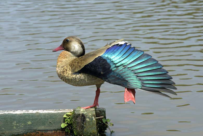 A beautiful Brazilian duck