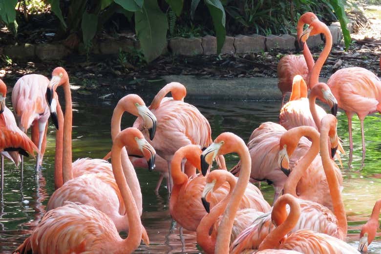 Flamencos del Parque das Aves