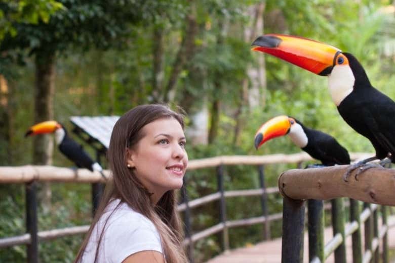 Contemplando los tucanes del Parque das Aves
