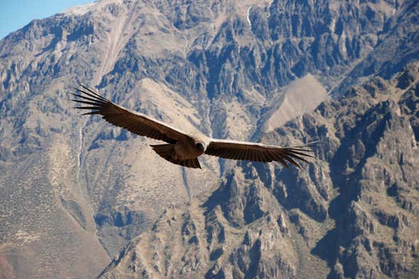 Private Trip from Arequipa