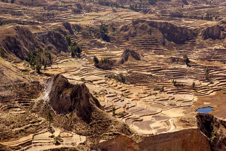 Cañón del Colca