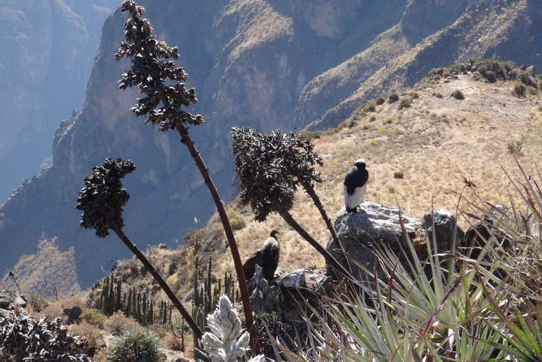 Andean condors resting