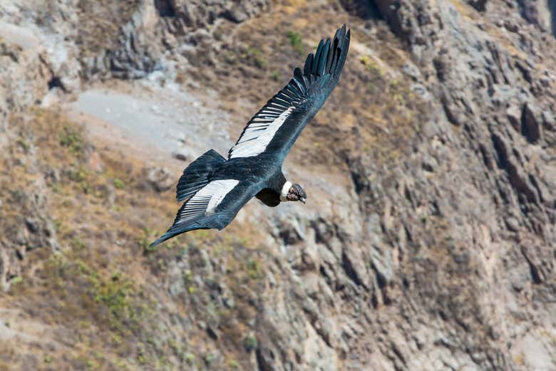 Admiring the condors flying overhead