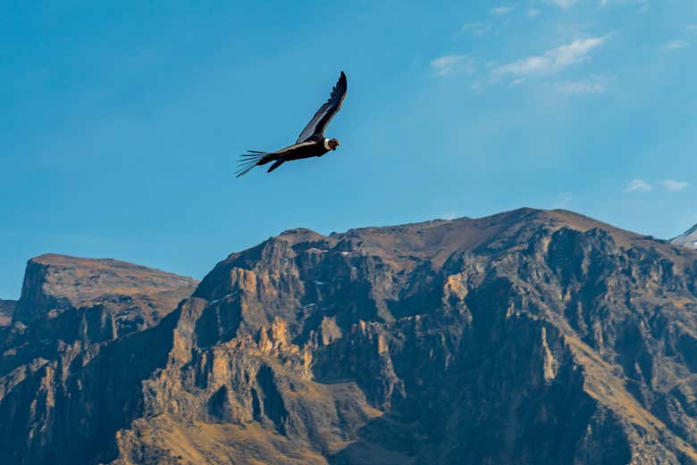 Cóndor andino en pleno vuelo sobre el valle del Colca