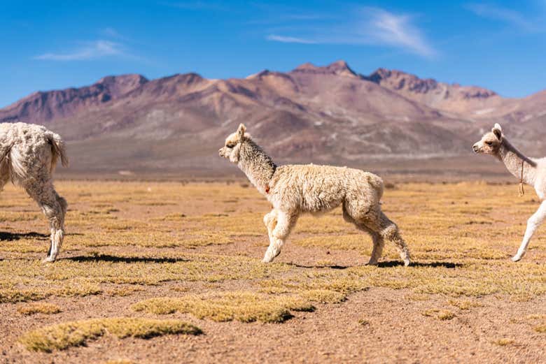 Fauna de la Reserva Nacional