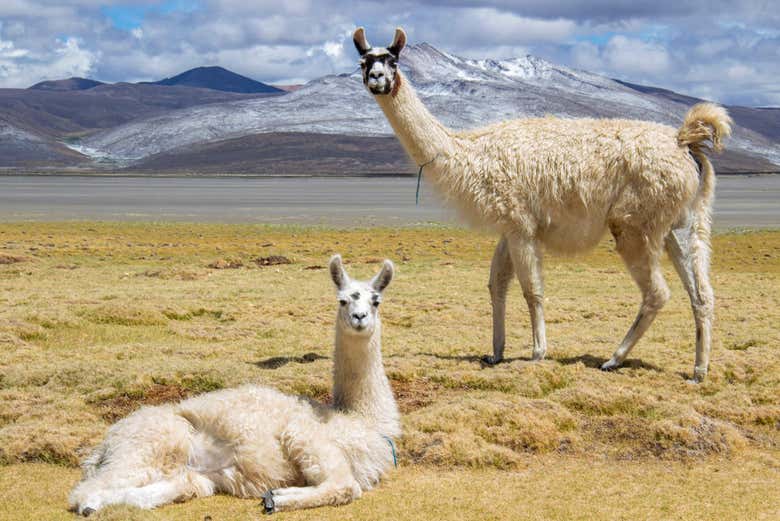 Llamas en la Laguna de Salinas