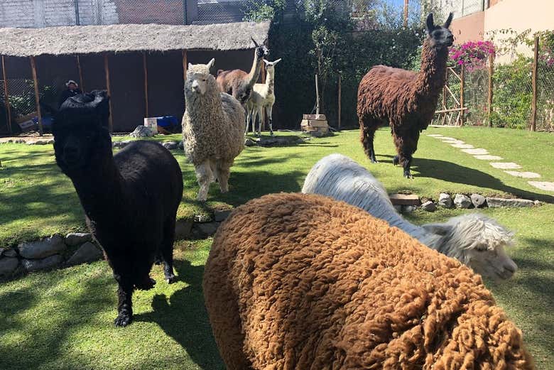Mundo Alpaca