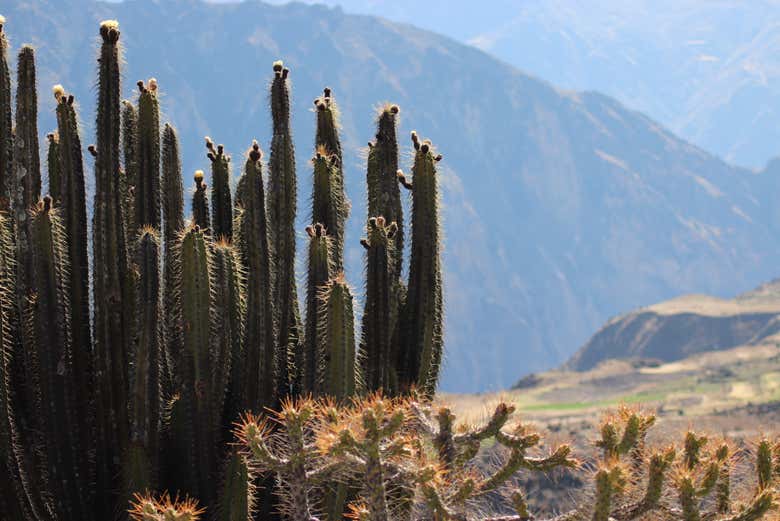 Recorreremos paisajes hermosos
