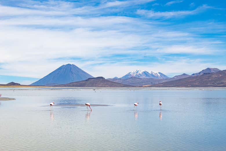 Reserva Nacional de Salinas