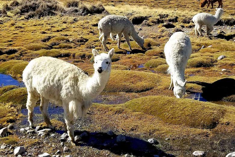 Vicuñas