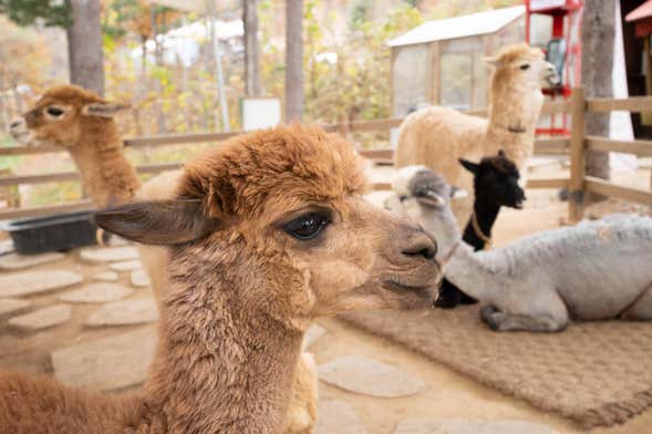 Tour por Arequipa + Mundo Alpaca