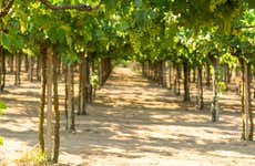 Tour del pisco y el vino por el Valle de Majes